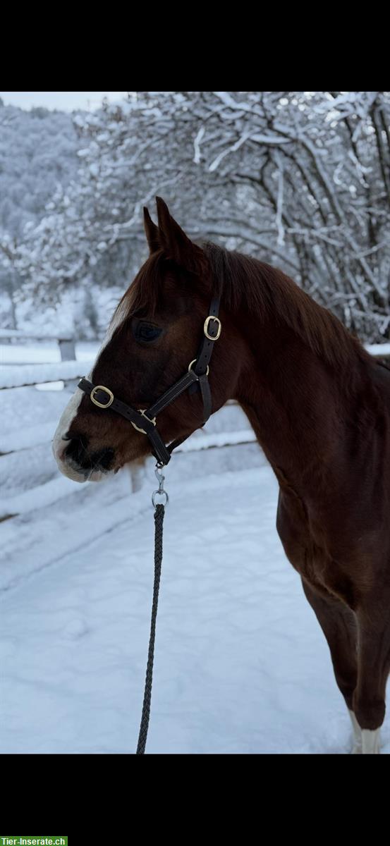 Bild 2: Deutsches Reitpony, hübscher gutmütiger Wallach
