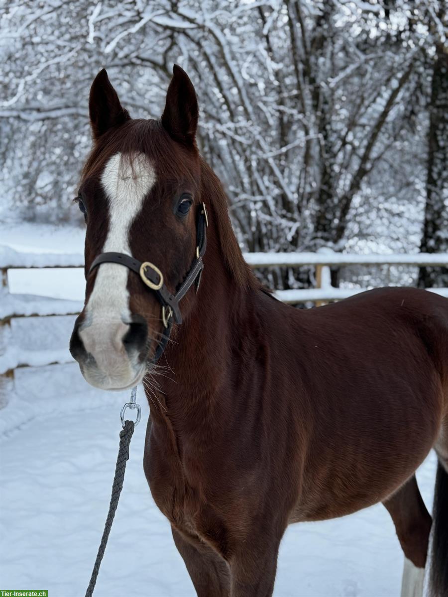 Bild 4: Deutsches Reitpony, hübscher gutmütiger Wallach