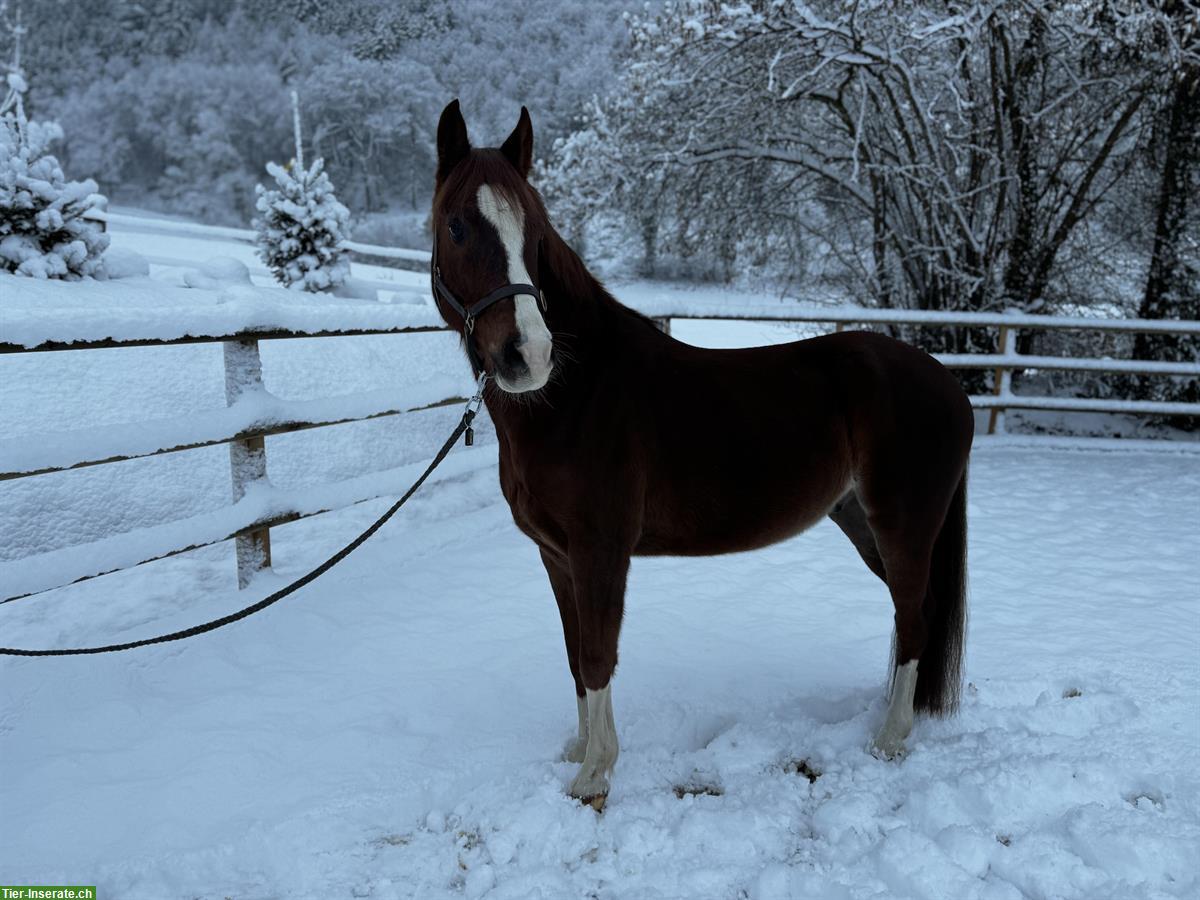 Bild 5: Deutsches Reitpony, hübscher gutmütiger Wallach
