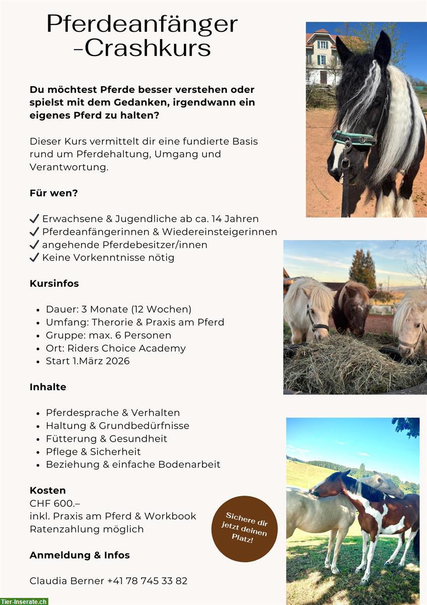 Pferdeanfänger Crashkurs, Einführung in die Pferdehaltung