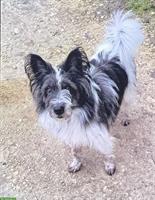 Suche Hundesitter im April, Umgebung Witterswil