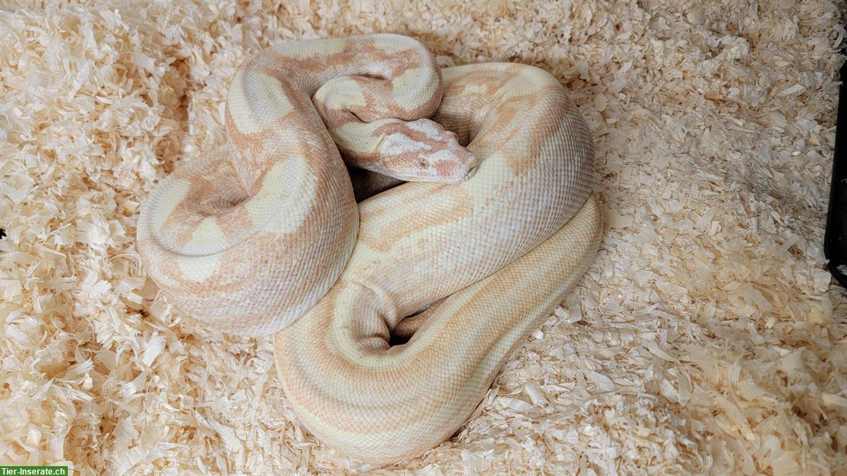 Boa constrictor imperator Sunglow Motley