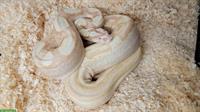 Boa constrictor imperator Sunglow Motley