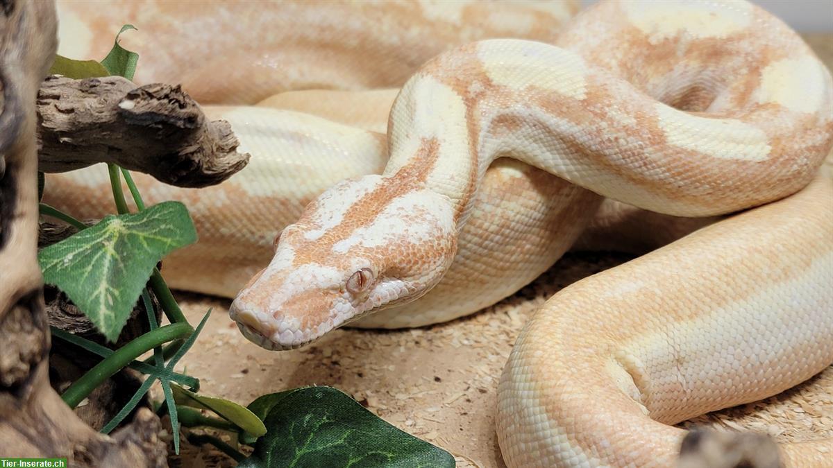 Bild 4: Boa constrictor imperator Sunglow Motley