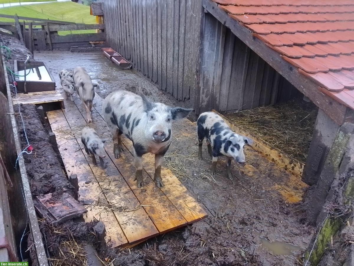 Trächtige Turopoljesau zu verkaufen
