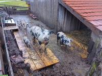 Trächtige Turopoljesau zu verkaufen