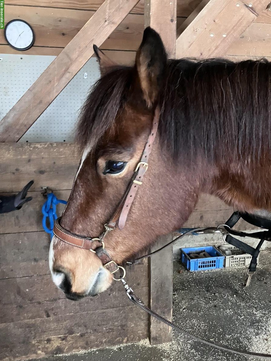Kolumbianisches Bosal, Grösse Cob-Warmblut