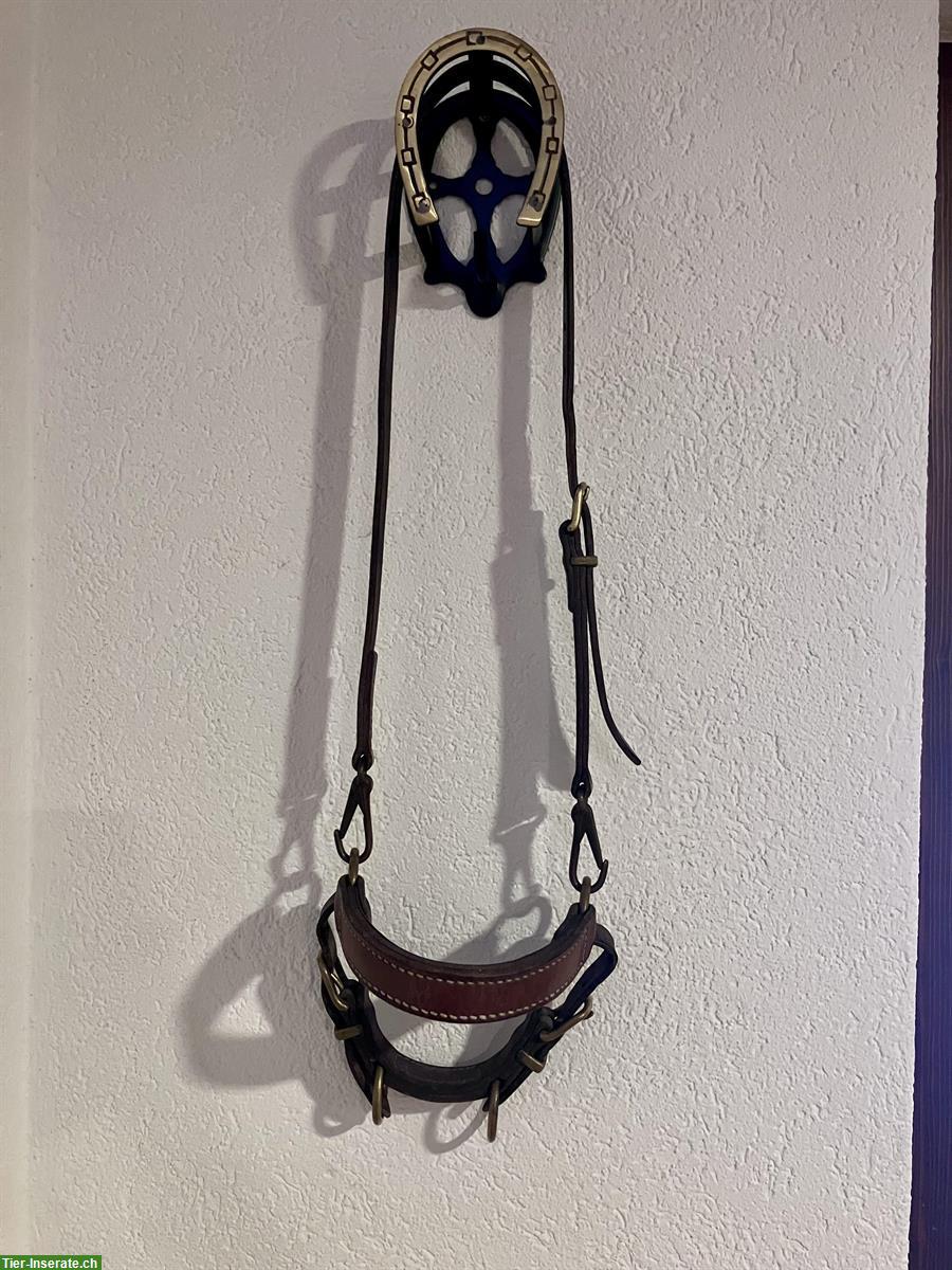 Bild 5: Kolumbianisches Bosal, Grösse Cob-Warmblut