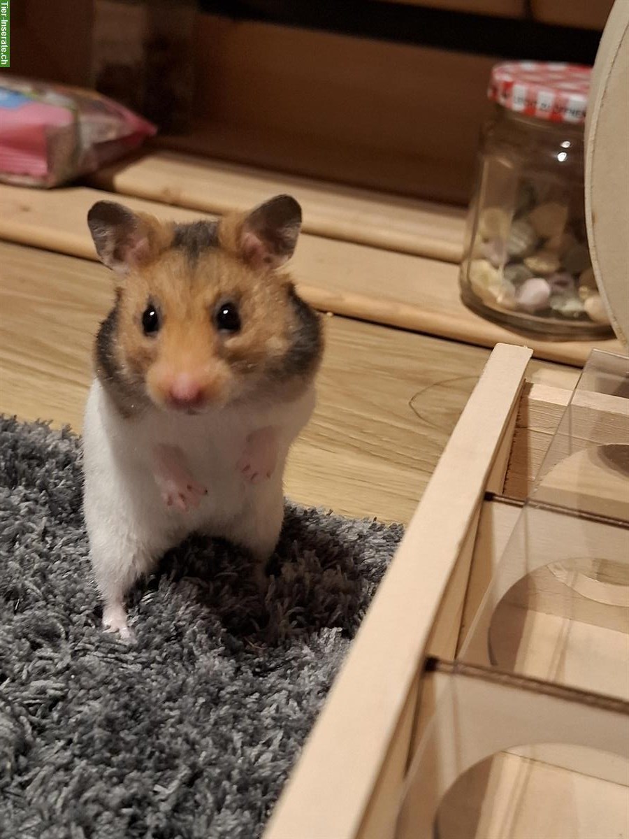 Junge Goldhamster suchen artgerechtes Zuhause