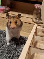 Junge Goldhamster suchen artgerechtes Zuhause