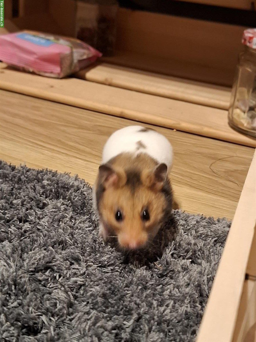 Bild 2: Junge Goldhamster suchen artgerechtes Zuhause