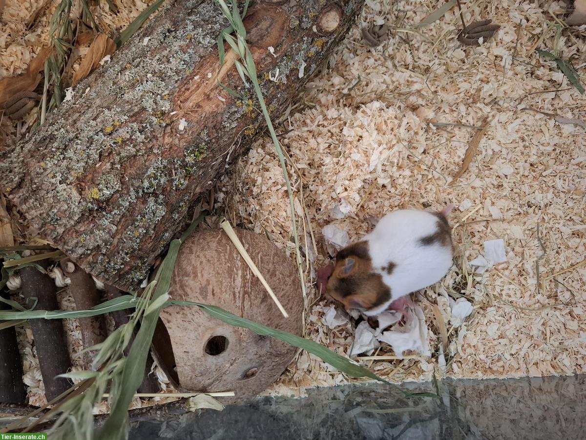 Bild 3: Junge Goldhamster suchen artgerechtes Zuhause