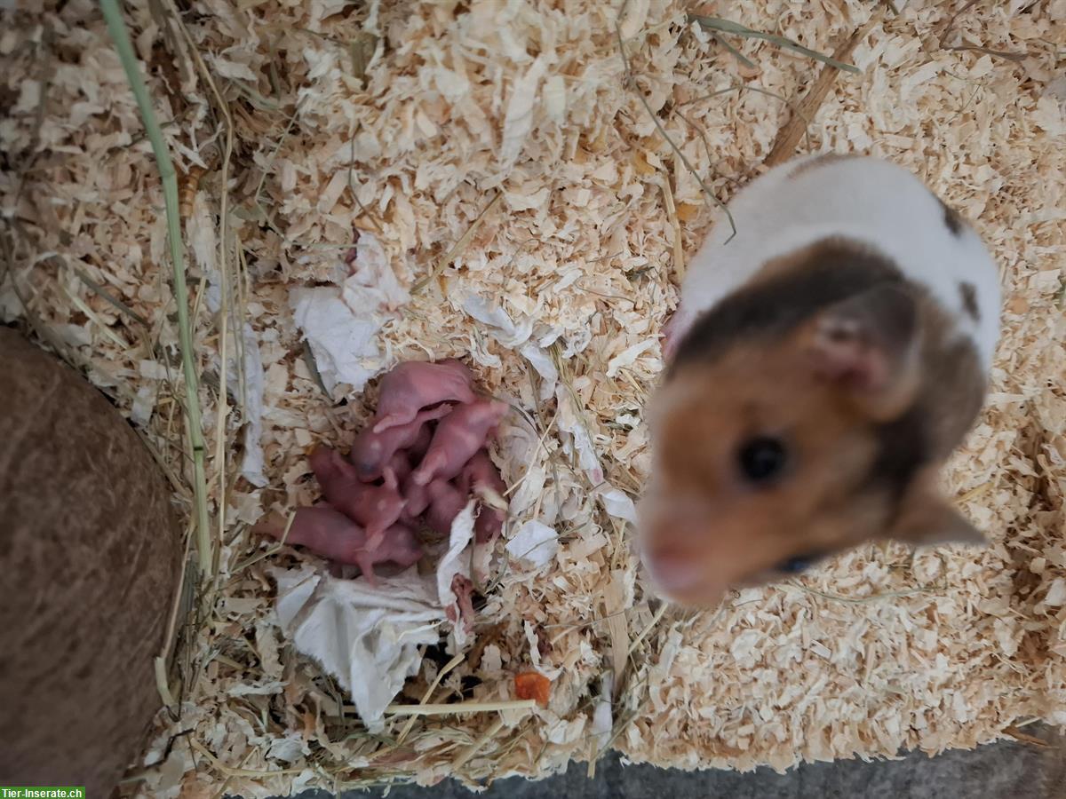 Bild 4: Junge Goldhamster suchen artgerechtes Zuhause