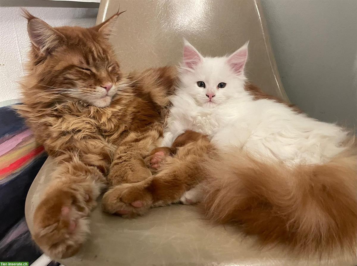 Maine Coon Kitten Red Silver Tabby & White mit Stammbaum
