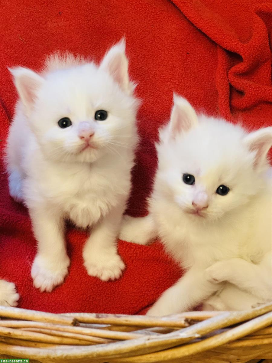 Bild 2: Maine Coon Kitten Red Silver Tabby & White mit Stammbaum