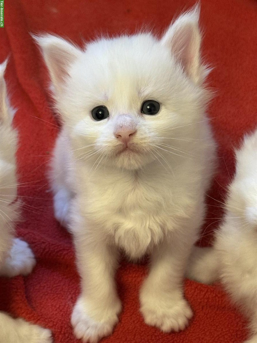 Bild 3: Maine Coon Kitten Red Silver Tabby & White mit Stammbaum