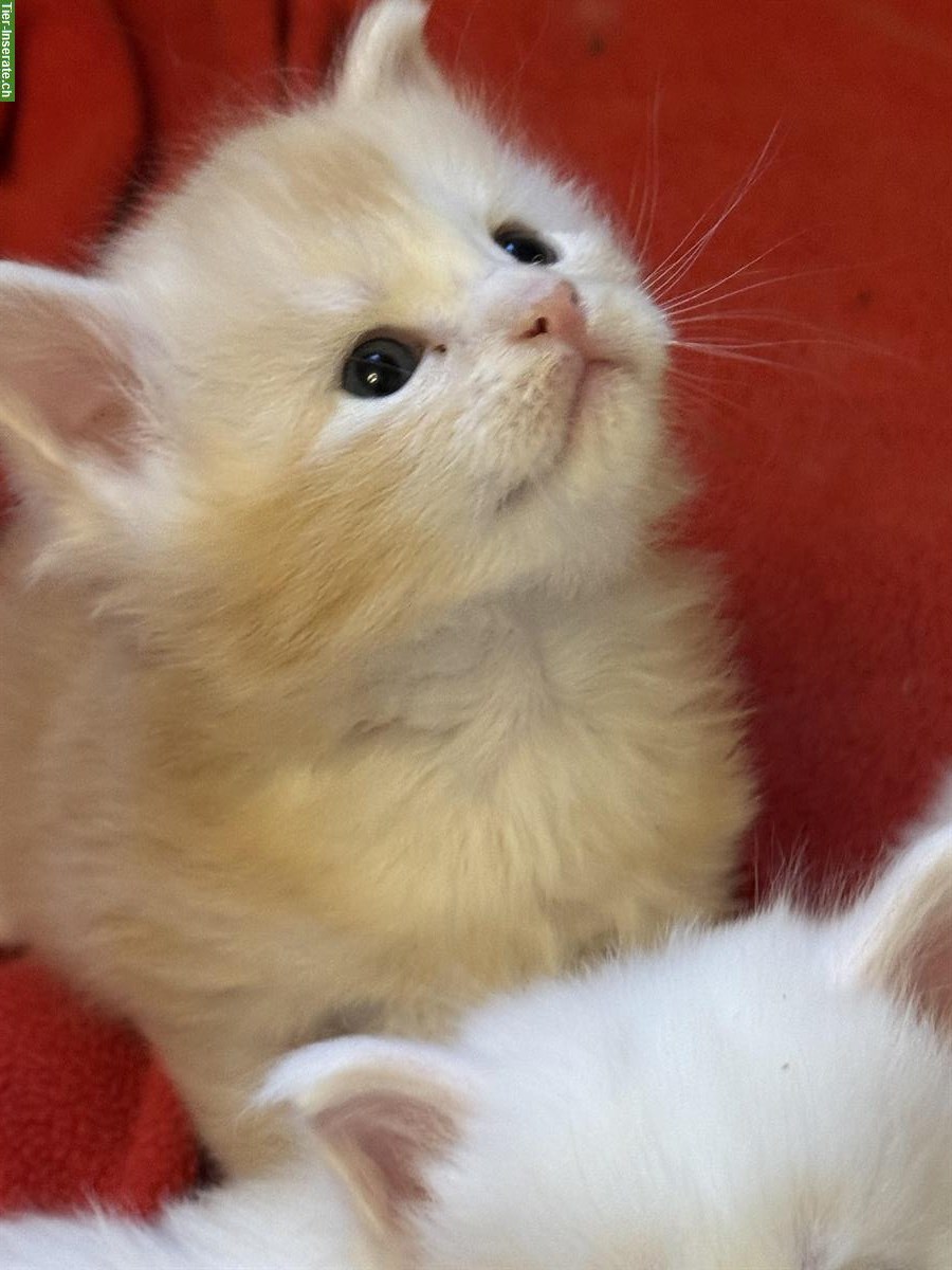 Bild 4: Maine Coon Kitten Red Silver Tabby & White mit Stammbaum