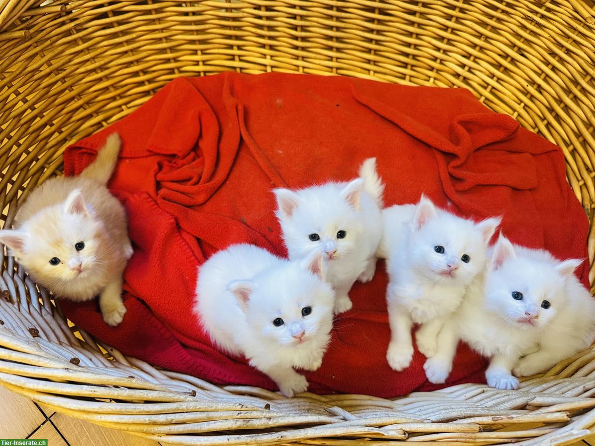 Bild 5: Maine Coon Kitten Red Silver Tabby & White mit Stammbaum