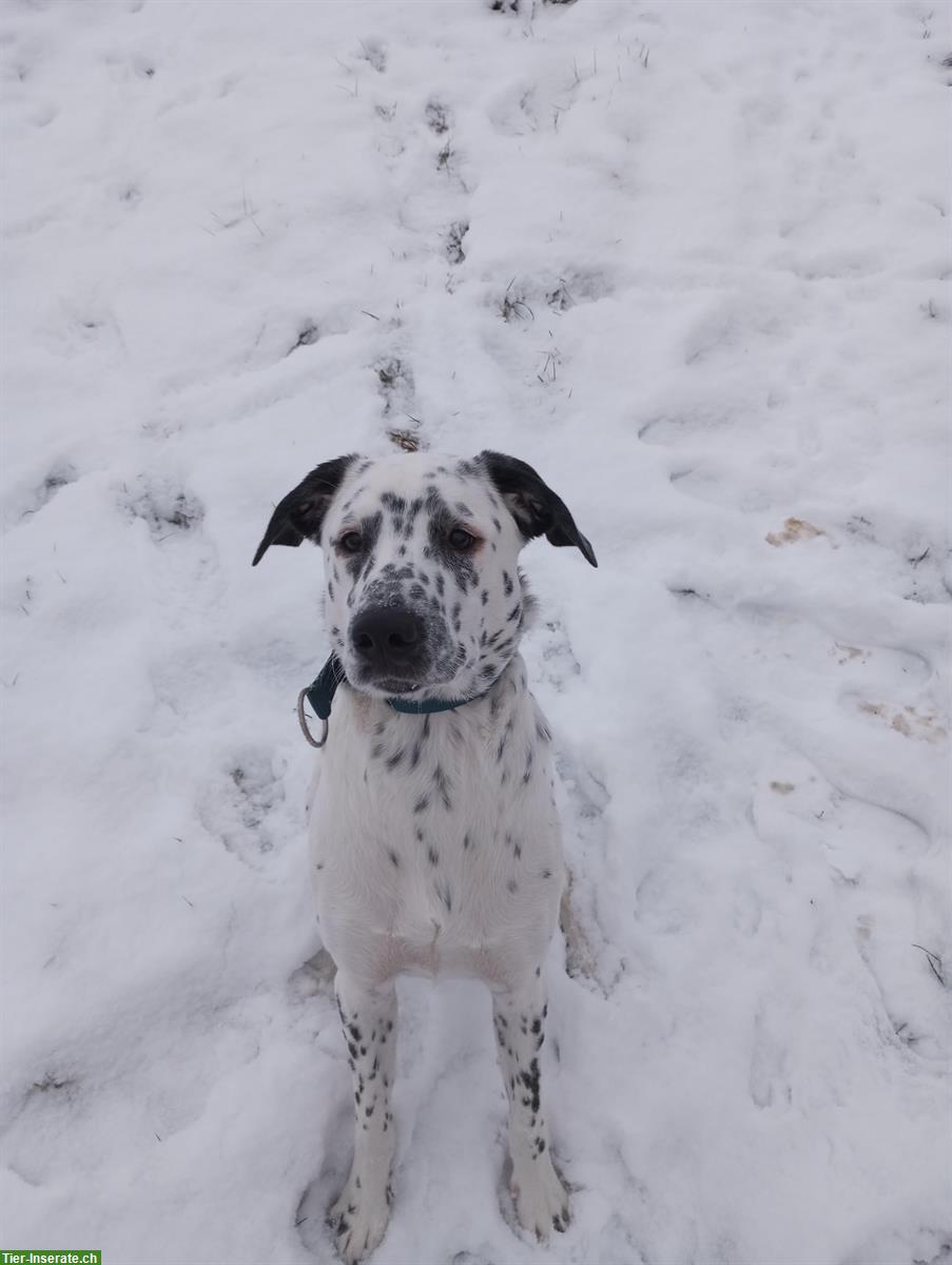 Bild 2: Hündin Nala sucht ein wunderschönes Zuhause