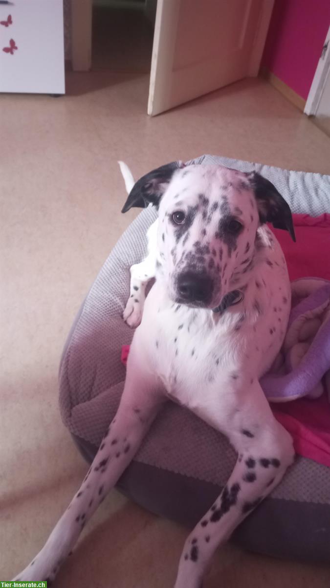 Bild 3: Hündin Nala sucht ein wunderschönes Zuhause