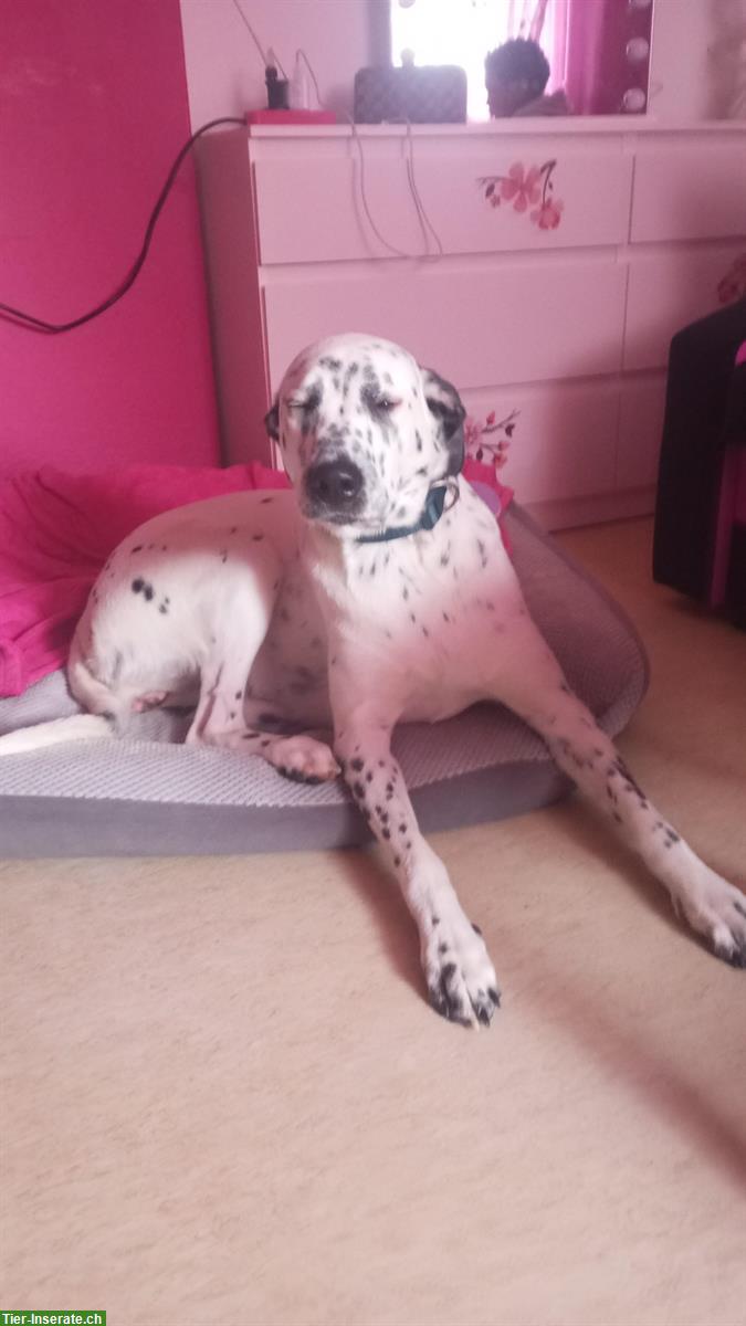 Bild 4: Hündin Nala sucht ein wunderschönes Zuhause