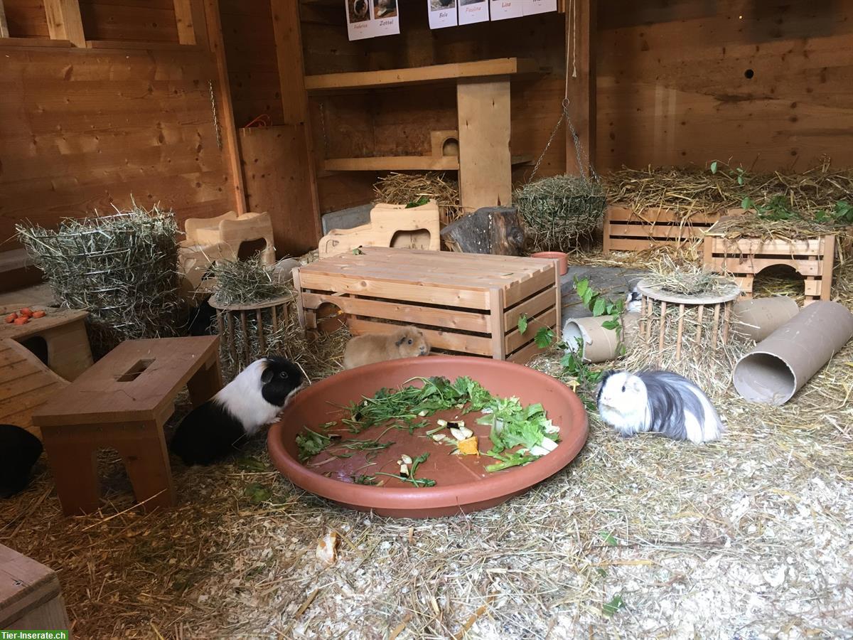 Meerschweinchen Weibchen gesucht, artgerechte Haltung