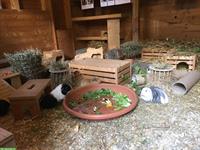 Meerschweinchen Weibchen gesucht, artgerechte Haltung