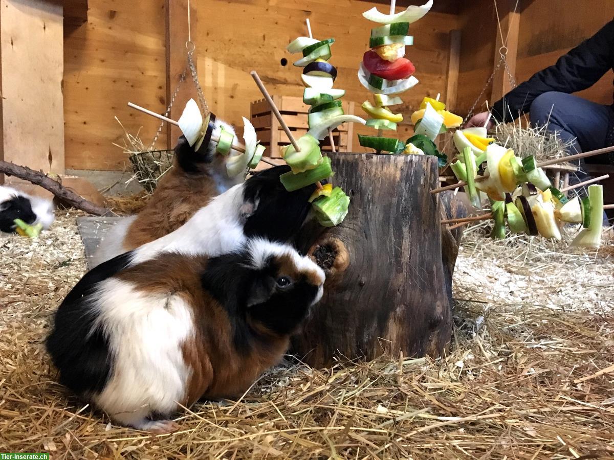 Bild 4: Meerschweinchen Weibchen gesucht, artgerechte Haltung