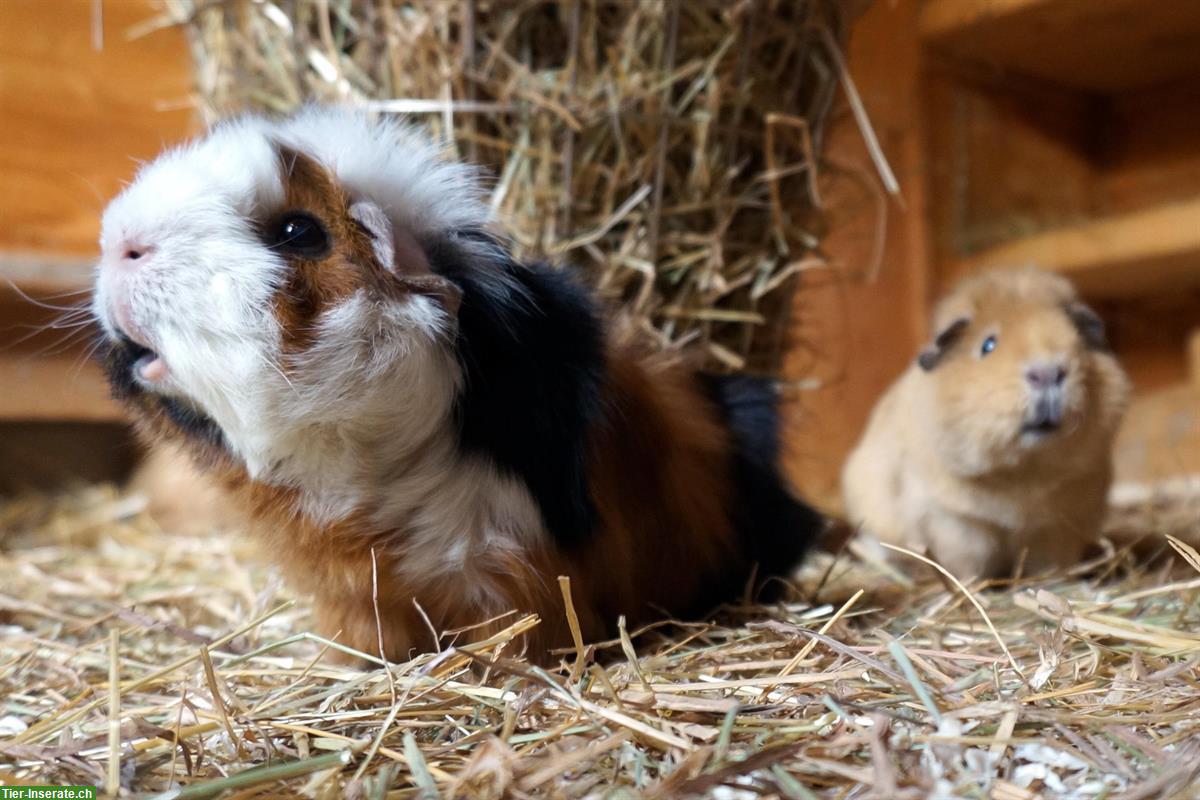 Bild 5: Meerschweinchen Weibchen gesucht, artgerechte Haltung