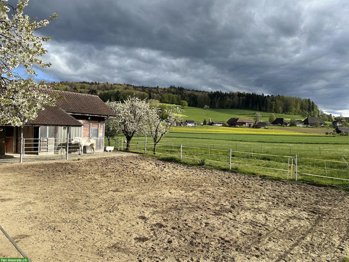 Bild 5: Einzigartiges Landhaus mit Freilaufstall zu vermieten