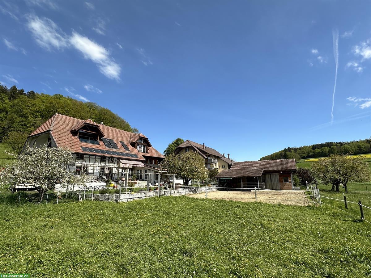 Bild 8: Einzigartiges Landhaus mit Freilaufstall zu vermieten