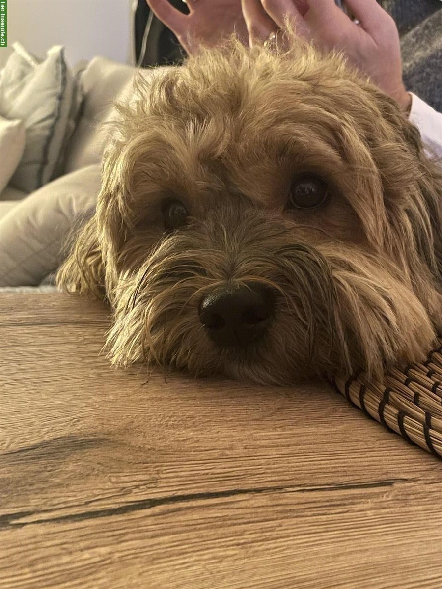 Leo - süsser Havanese sucht sporadische Hundebetreuung