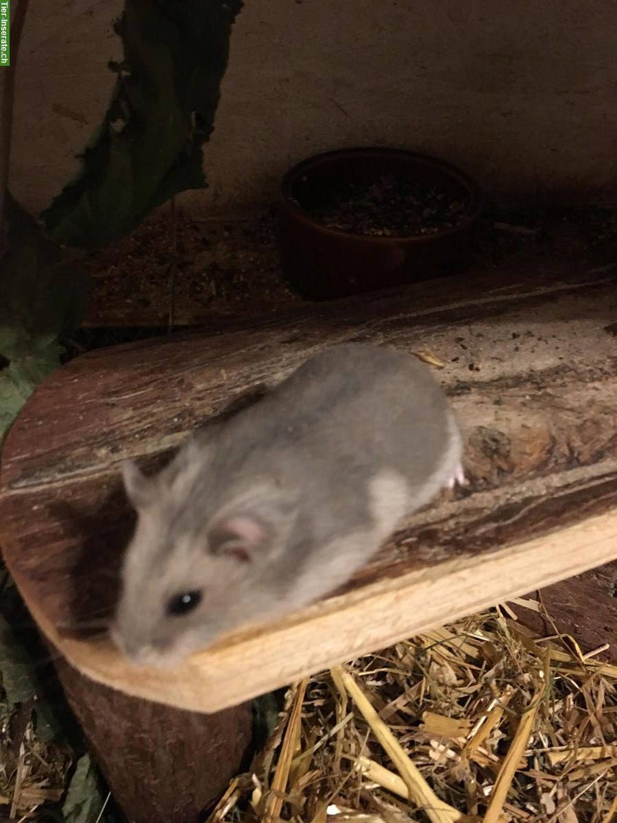 Bild 3: Junge Dsungarische Zwerghamster vom Züchter zu verkaufen