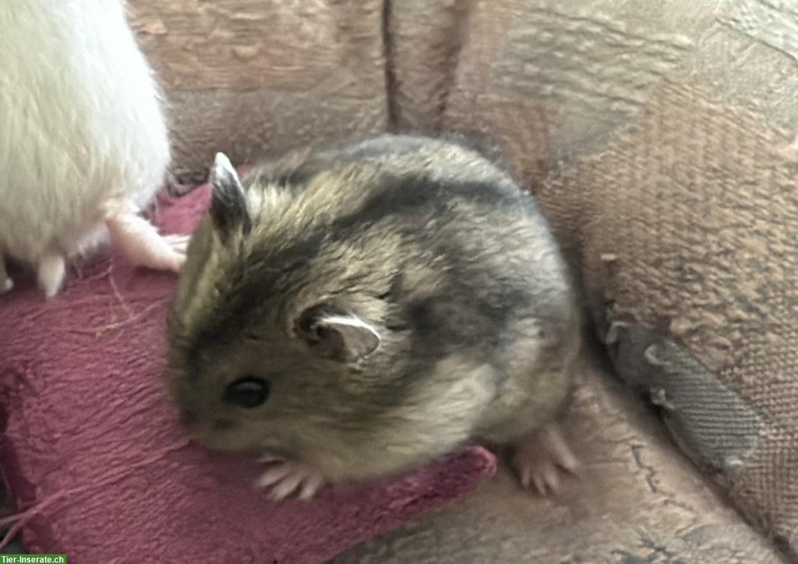 Bild 5: Junge Dsungarische Zwerghamster vom Züchter zu verkaufen