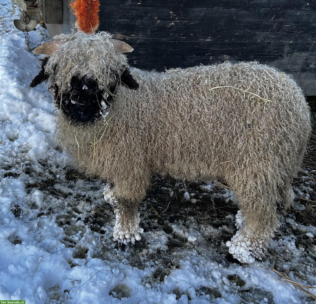 Junger Walliser Schwarznasenschaf Widder zu verkaufen