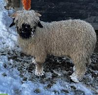 Junger Walliser Schwarznasenschaf Widder zu verkaufen