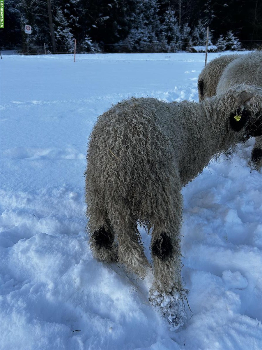 Bild 2: Junger Walliser Schwarznasenschaf Widder zu verkaufen