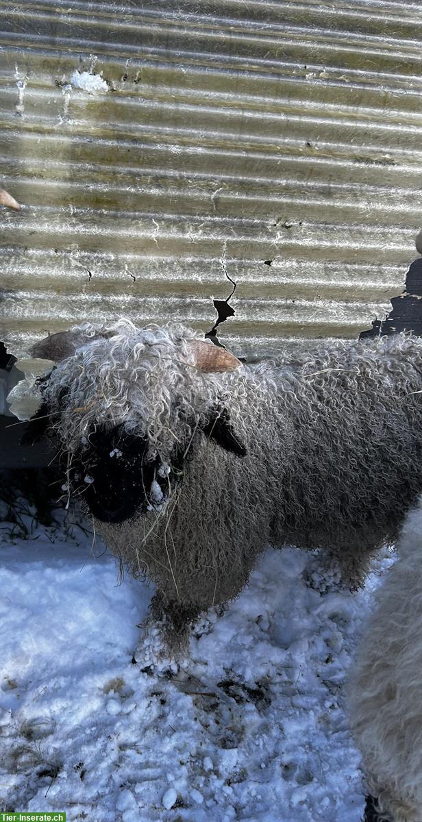 Bild 3: Junger Walliser Schwarznasenschaf Widder zu verkaufen