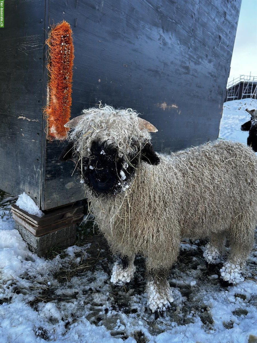 Bild 4: Junger Walliser Schwarznasenschaf Widder zu verkaufen