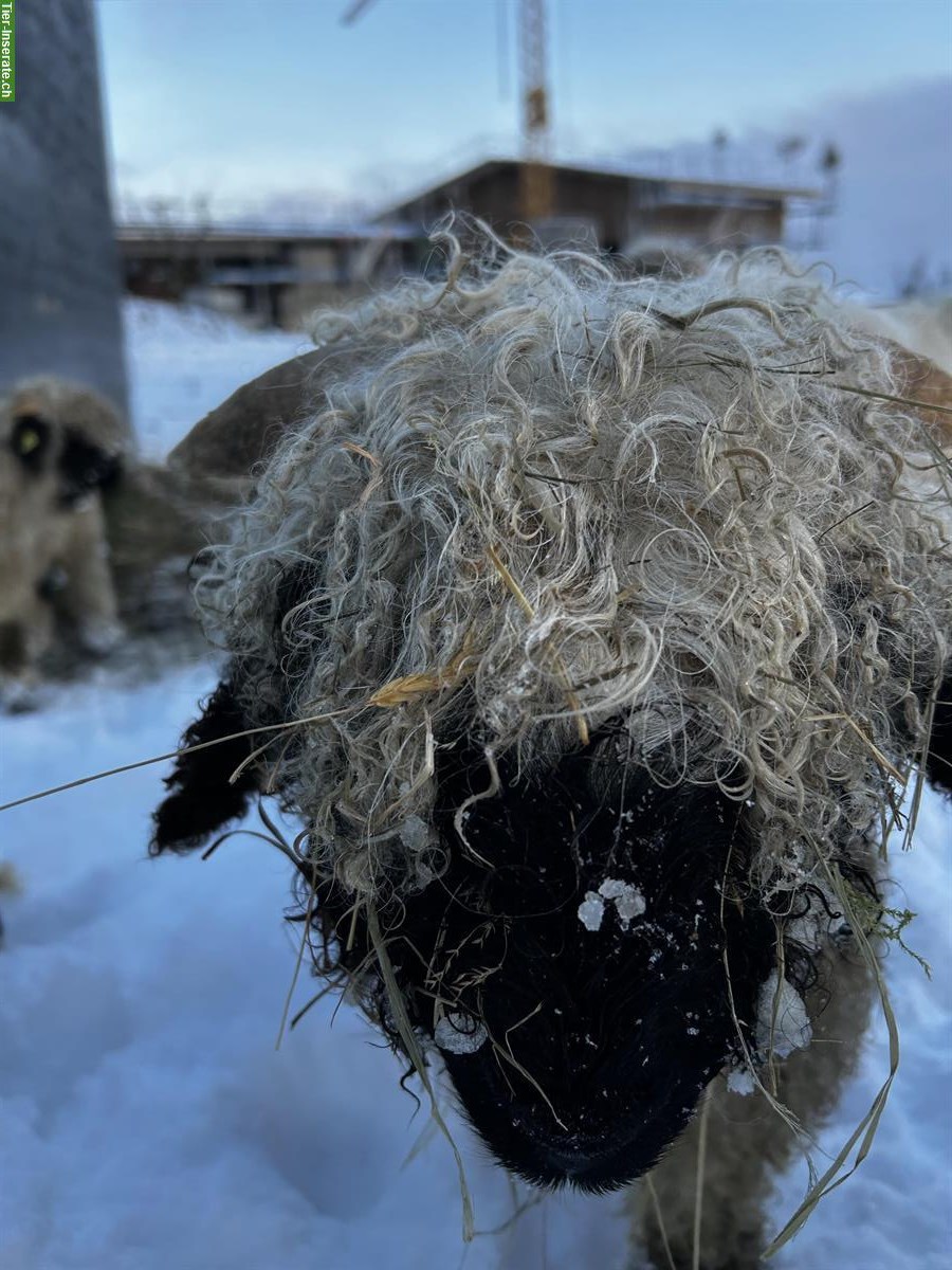 Bild 5: Junger Walliser Schwarznasenschaf Widder zu verkaufen