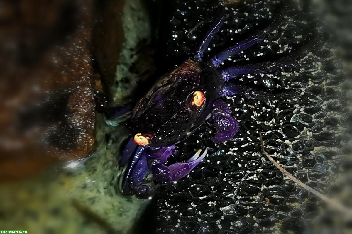 Violette Vampirkrabben (Geosesarma dennerle), Nachzuchten