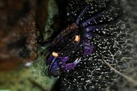 Violette Vampirkrabben (Geosesarma dennerle), Nachzuchten