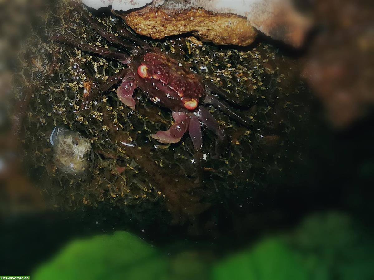 Bild 2: Violette Vampirkrabben (Geosesarma dennerle), Nachzuchten