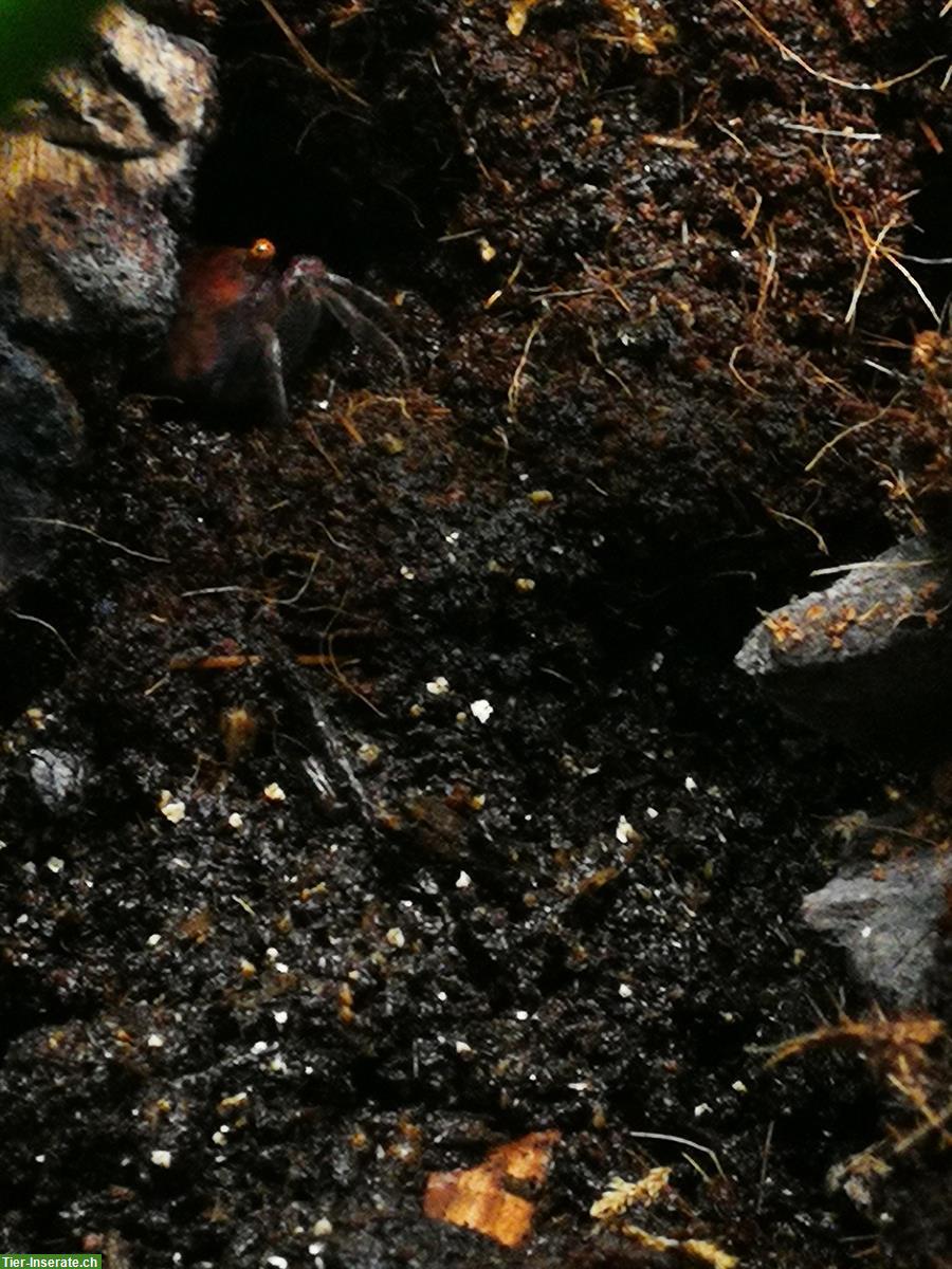 Bild 3: Violette Vampirkrabben (Geosesarma dennerle), Nachzuchten