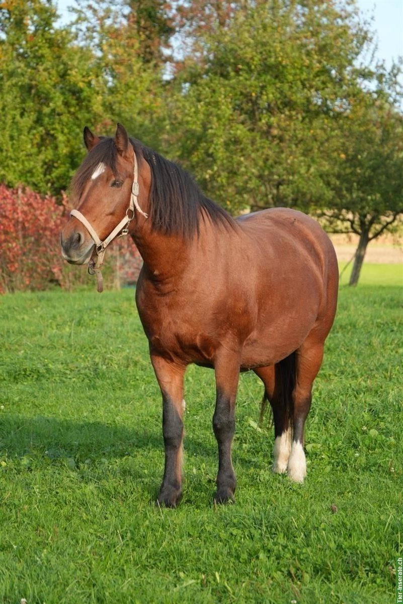 Reitbeteiligung für 18-jährige Freibergerstute, Arnegg SG