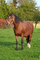 Reitbeteiligung für 18-jährige Freibergerstute, Arnegg SG