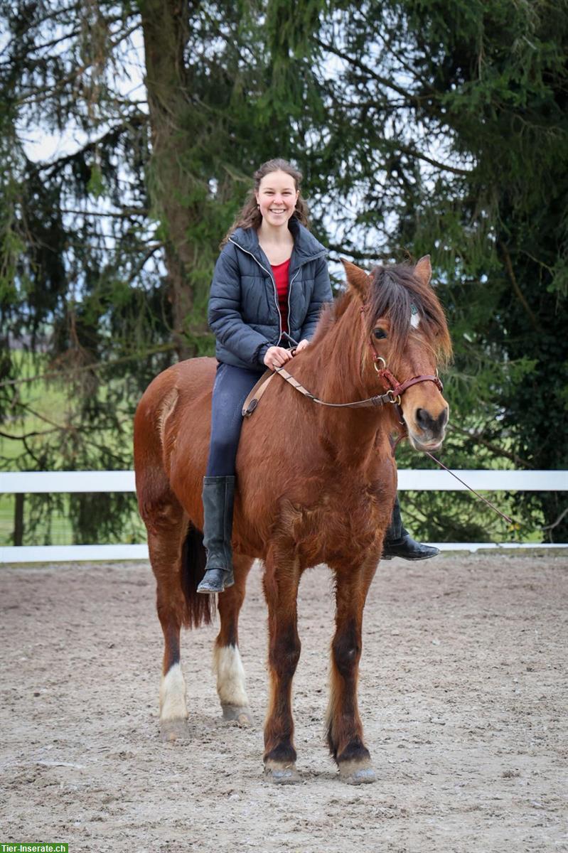 Bild 3: Reitbeteiligung für 18-jährige Freibergerstute, Arnegg SG