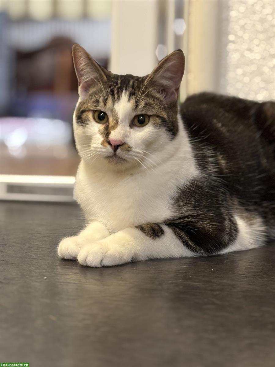 Lieber schüchterner Kater sucht Zuhause mit Katzengspändli