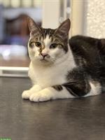 Lieber schüchterner Kater sucht Zuhause mit Katzengspändli