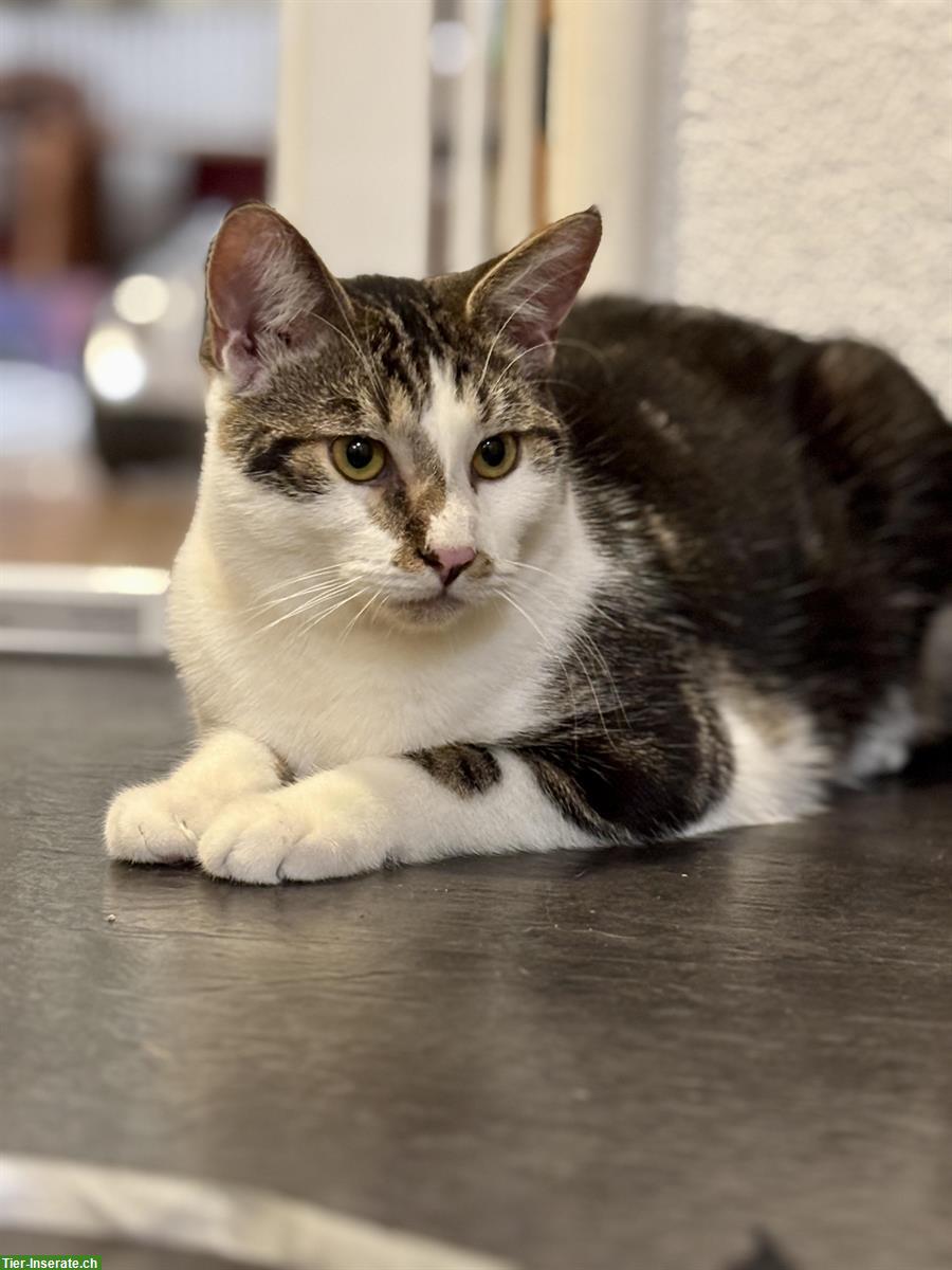 Bild 10: Lieber schüchterner Kater sucht Zuhause mit Katzengspändli